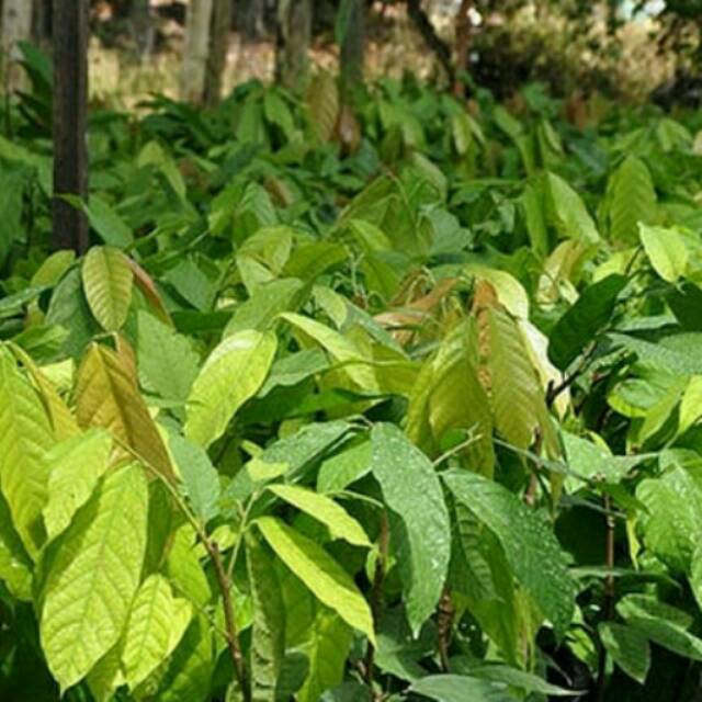 

Tanaman Kakao ( Cokelat )