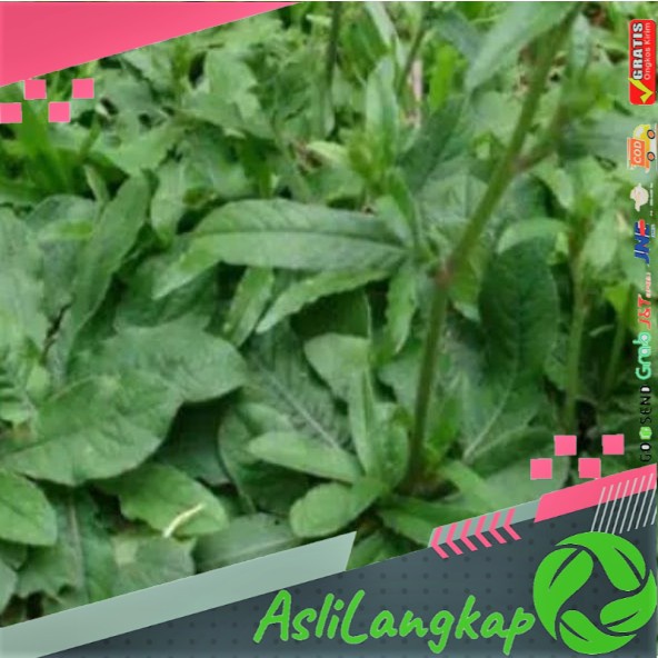 

Daun Tapak Liman Fres 1Kg