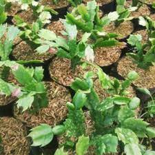 Wijaya kusuma kepiting (schlumbergera sp) - Bibit Tanaman Hias Wijaya Kusuma Kepiting murah 6 Varian / Wijaya kusuma