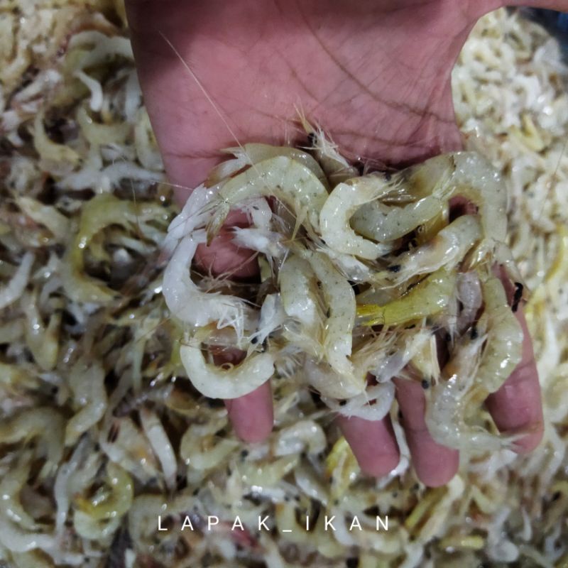 

Udang Sayur Segar 1Kg Udang Segar Harian Dan Bergaransi