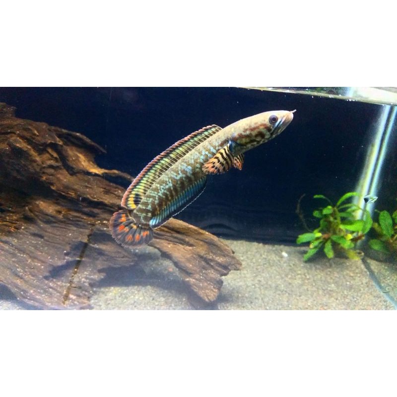 Channa Bleheri/Rainbow Snakehead