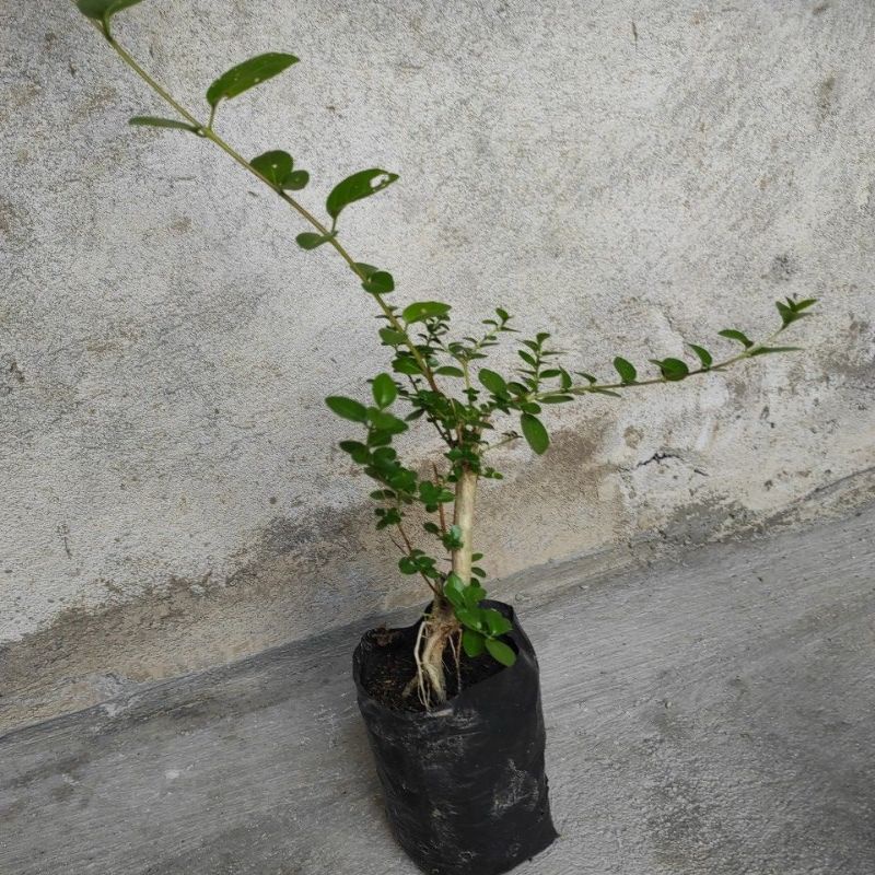 Bonsai sancang varigata original