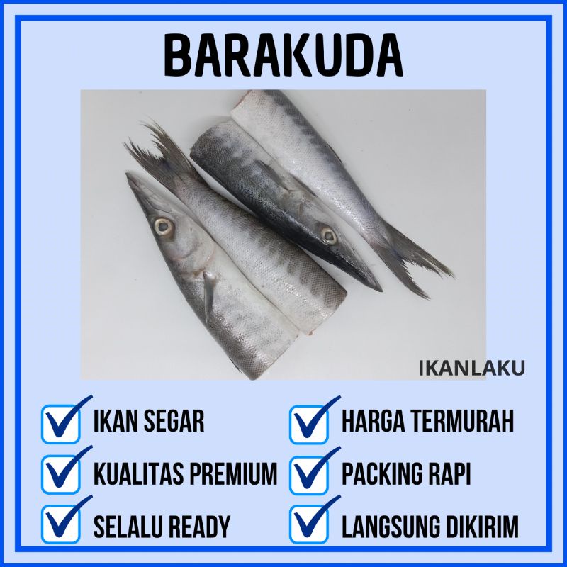 Jual IKAN BARAKUDA/ALU ALU/KACANG KACANG TERMURAH, FRESH DAN FROZEN ...