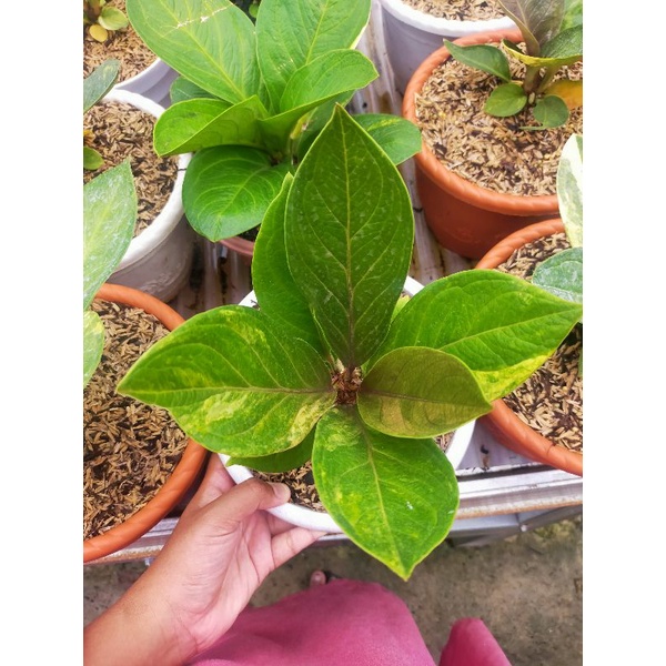 anthurium Jemani Mangkok varigata