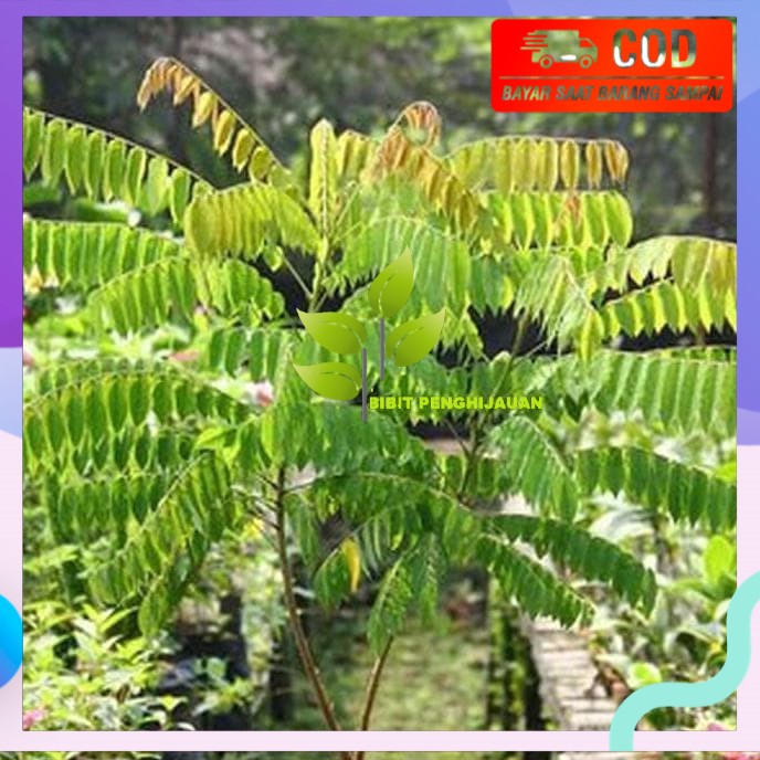 KW SUPER TANAMAN BIBIT BUAH BELIMBING WULUH TULEN!