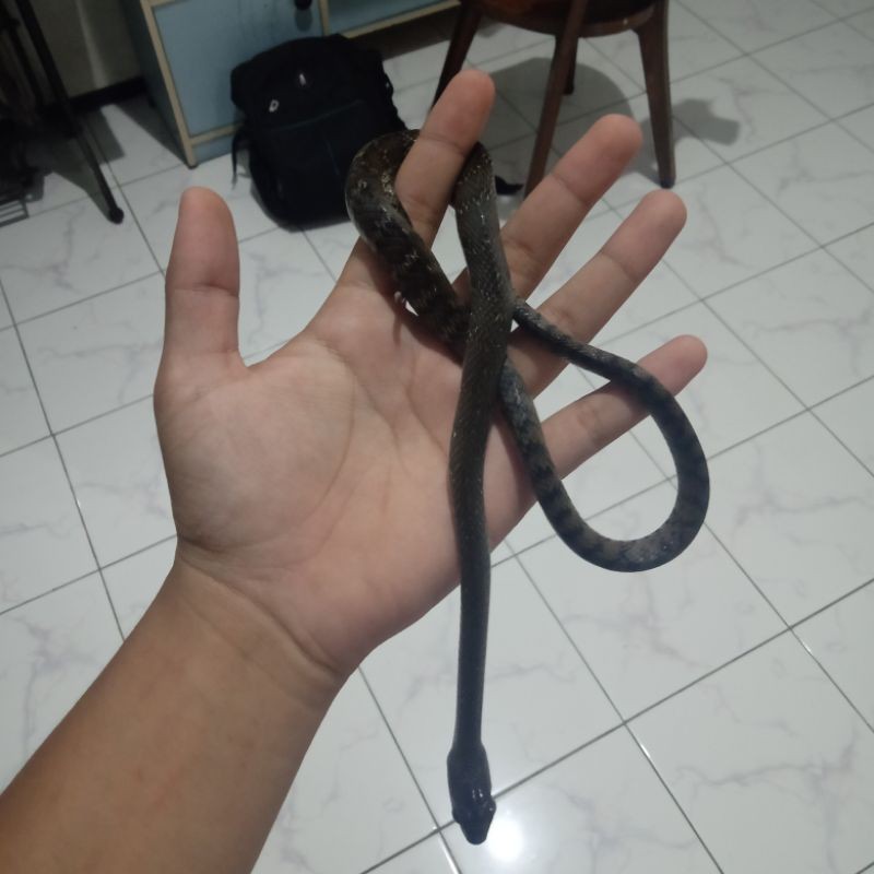 Ular Jali / bandotan macan (ptyas mucosus)