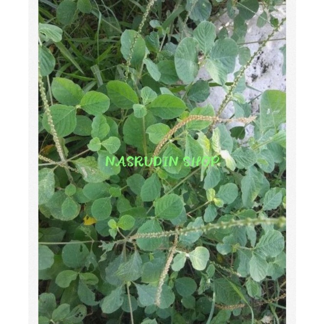 

[Fresh] DAUN JARONG SEGAR UTUH DENGAN AKAR