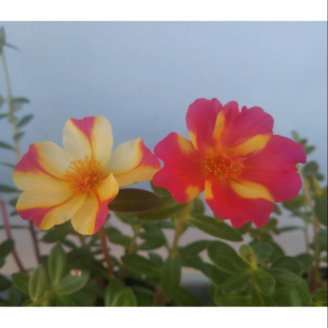 Krokot Duna Siam Red/Mona 6 stek batang bibit bunga krokot portulaca purslane impor murah duna siam