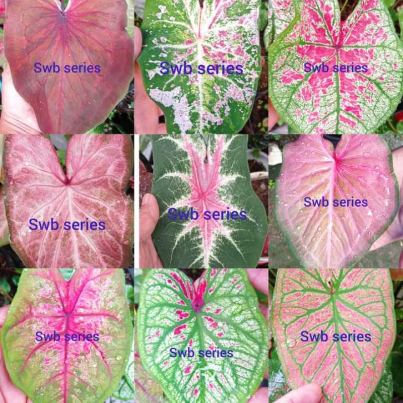 Benih Biji Keladi Hasil Silangan Swb Series