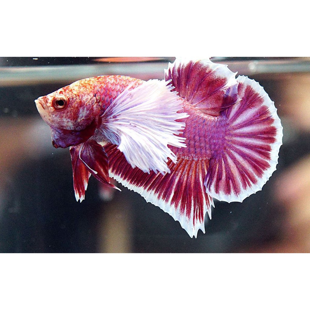 Cupang Plakat Big Ear Dan Dumbo Ear Shopee Indonesia