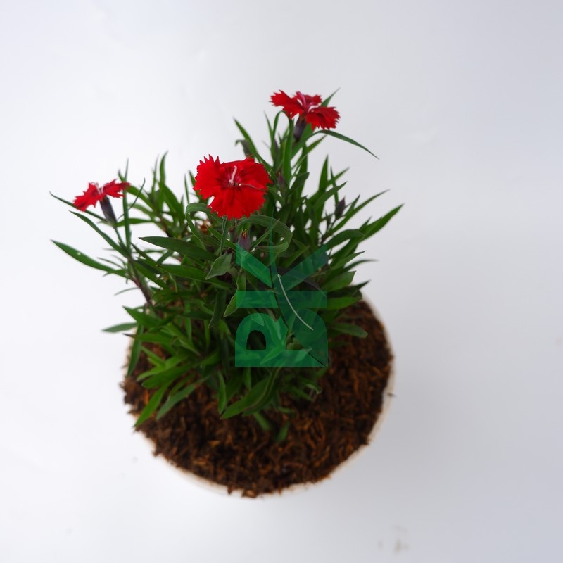 Dianthus deep red anyelir merah / bibit tanaman hias bunga - BAKUL KEMBANG