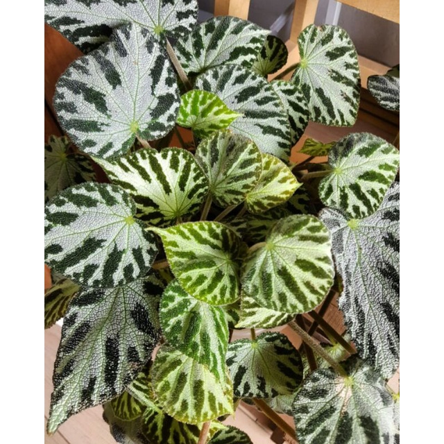 begonia silver jewel/begonia karpet