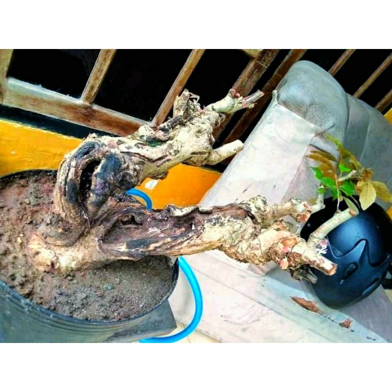 Bahan bonsai walikukun large