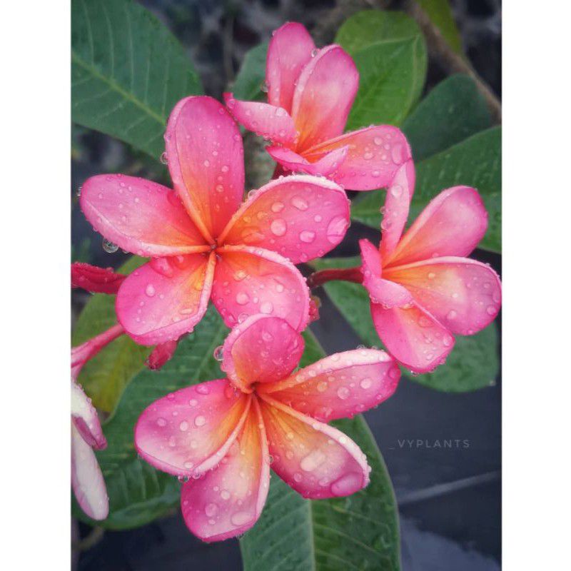 Bibit stek bunga kamboja pink Ruby