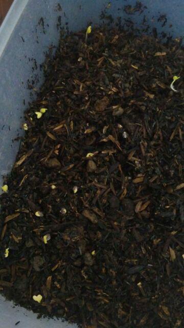 Chana Gachua/ikan Bogo/drawf Snake Head