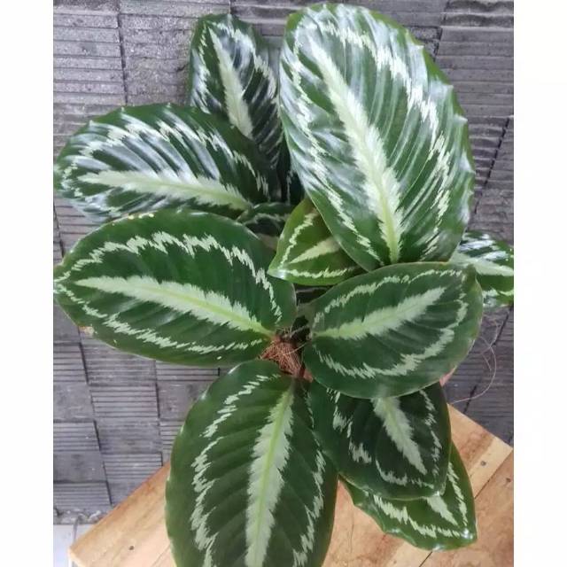 Jual Tanaman Hias Calathea Silverback Calathea Silverback Kalathea