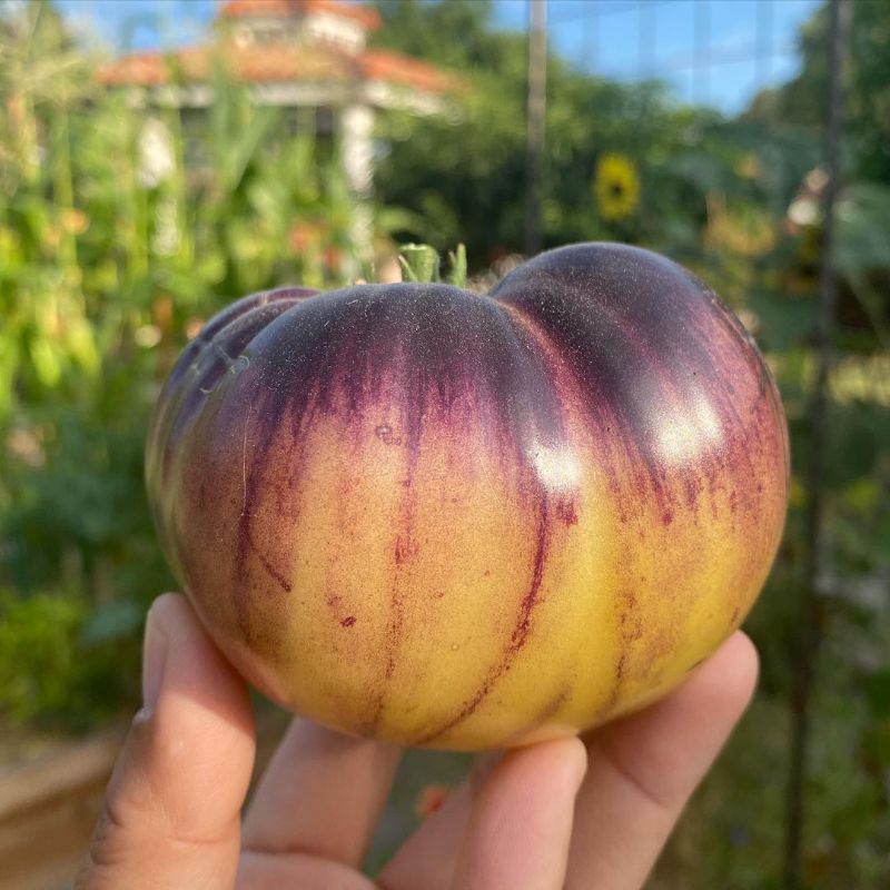 5 Biji - Benih Bibit Tomat Kuning SART ROLOISE, tanaman buah jumbo