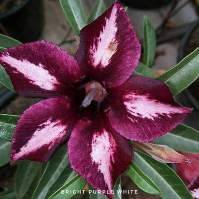 tanaman hias kamboja adenium - kamboja jepang - bibit adenium