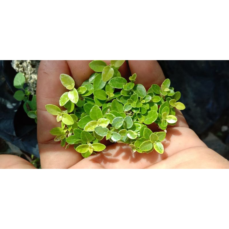 bibit bahan bonsai Sancang varigata golden