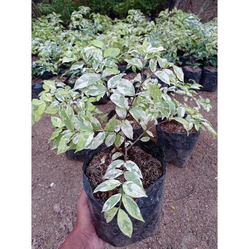 Anting Putri Varigata