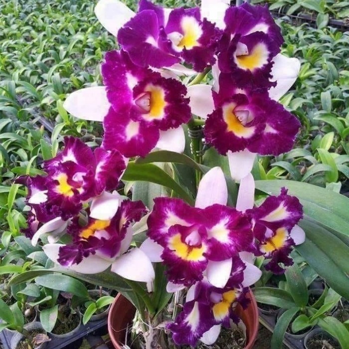 tanaman hias Anggrek Dendrobium purple white