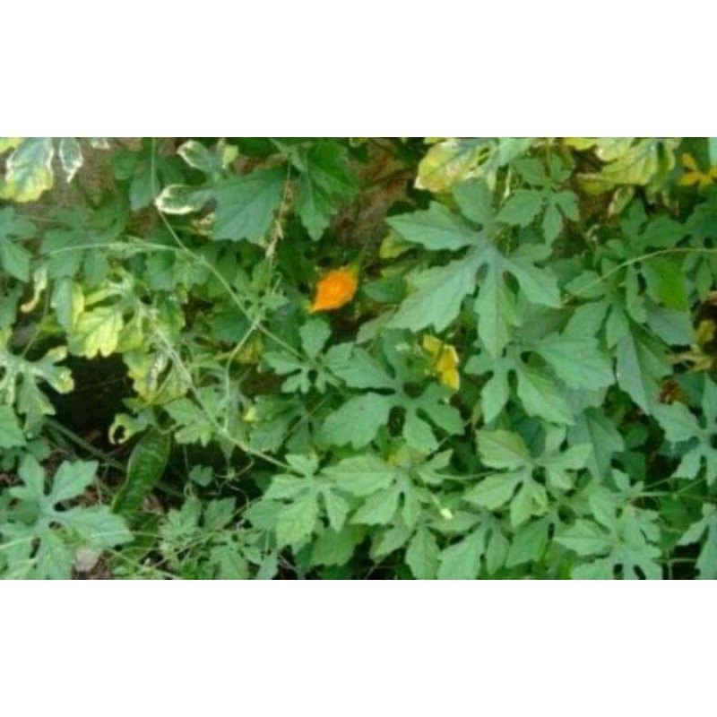 

Daun pare hutan atau pare alas segar per 1 kg