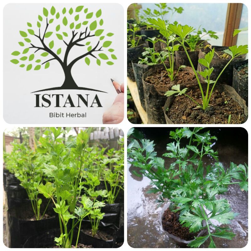 Bibit tanaman seledri bibit pohon seledri bibit seledri