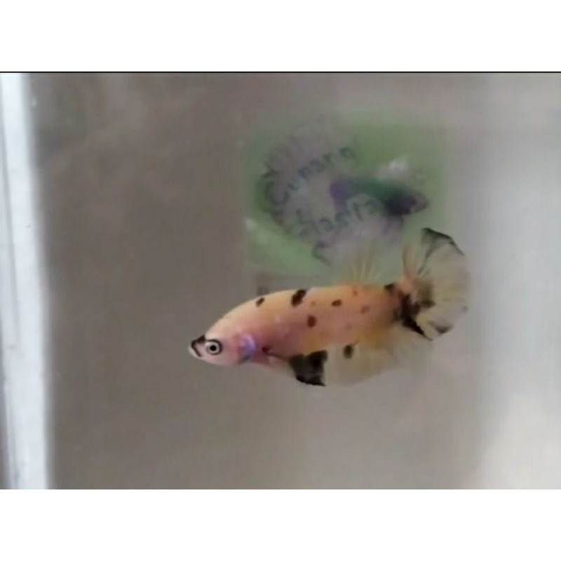 

Ikan/Cupang/Yellow Base/Marsupilami