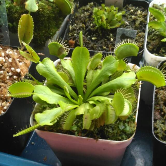 Venus fly trap typical