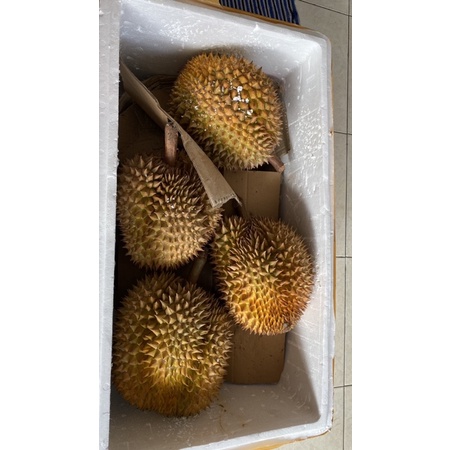 DURIAN MONTONG SIAP MAKAN BUAT UTUH