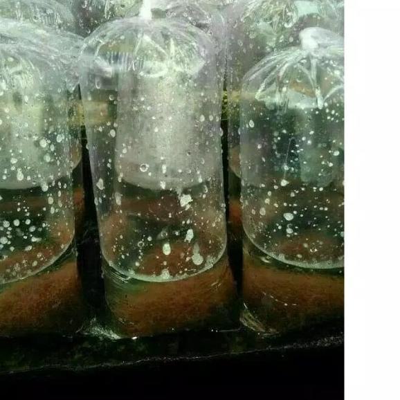 Cacing Sutra Hidup - 1 gelas Aqua