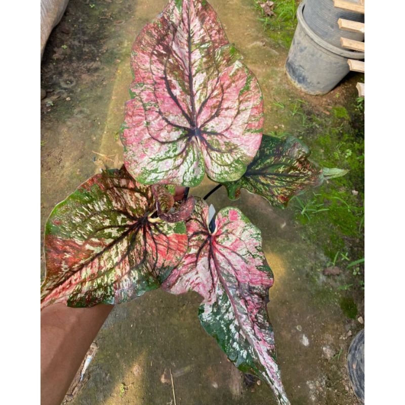 UMBI/BONGGOL Seedling/Umbi Caladium Wayang Hybrid - Caladium Thailand