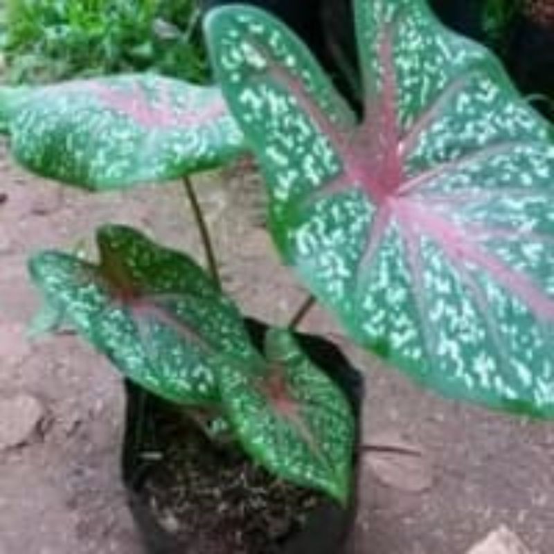 keladi bintik merah..atau keladi red