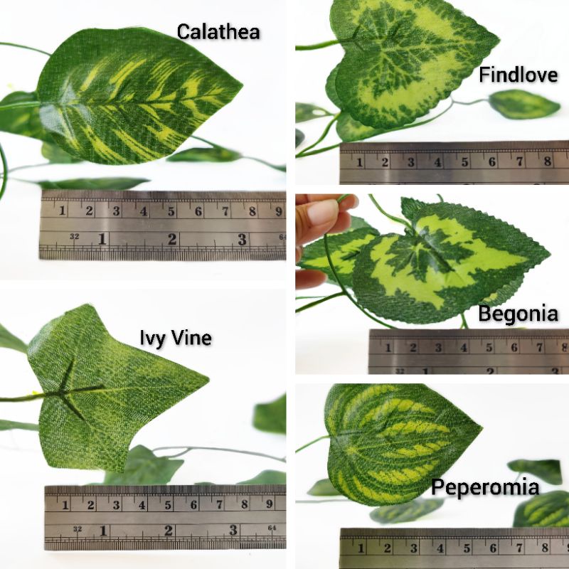 Seuntai Daun Rambat Besar 30 Helai AL95 Findlove Peperomia Semangka Ivy Calathea Begonia Vine Dekorasi Backdrop