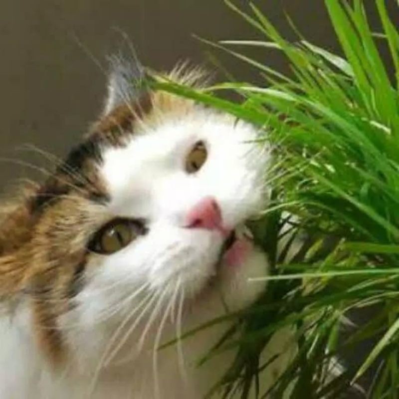 benih rumput kucing 1kg / cat grass / benih wheat grass bukan catnip / benih rumput gandum / benih wheatgrass rumput tortoise