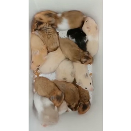 hamster syrian short hair