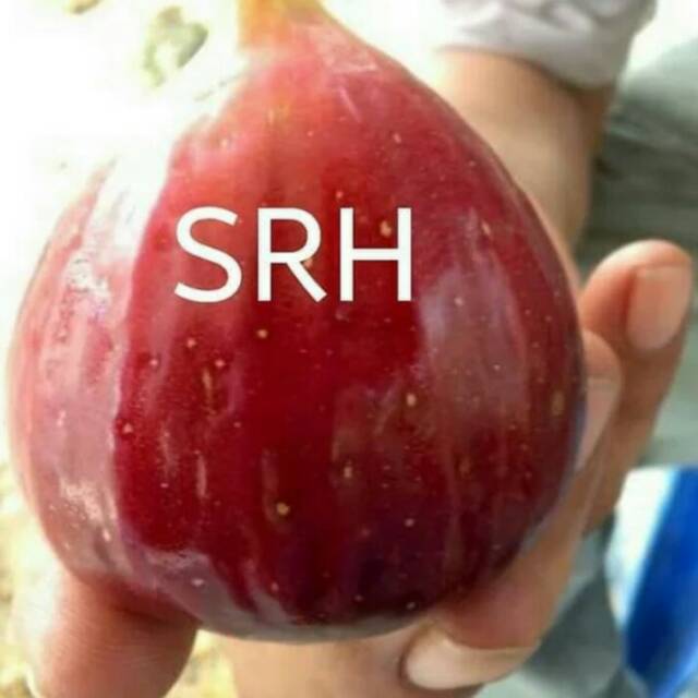 

Bibit Buah Tin Jumbo Madu Syirian Honey Dari Cangkok Batang Produktif.