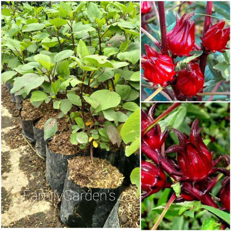 Tanaman Bunga Rosella Herbal Rosella