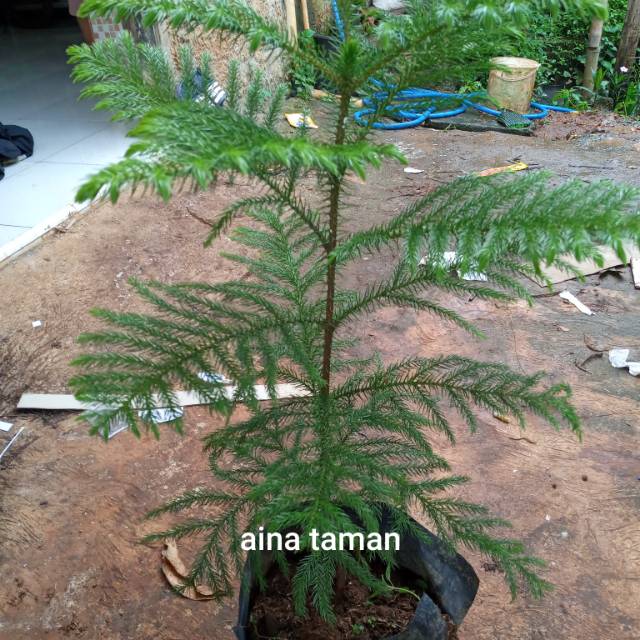 POHON CEMARA NORFOLK-bibit tanaman cemara norfolk