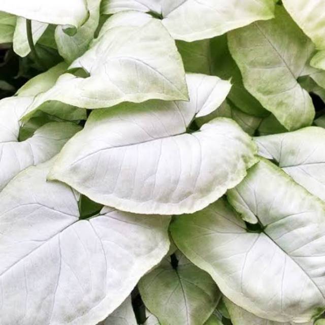 Syngonium Podophyllum Imperial White Bibit Tanaman Hias Daun Syngonium Podophyllum Imperial White Shopee Indonesia