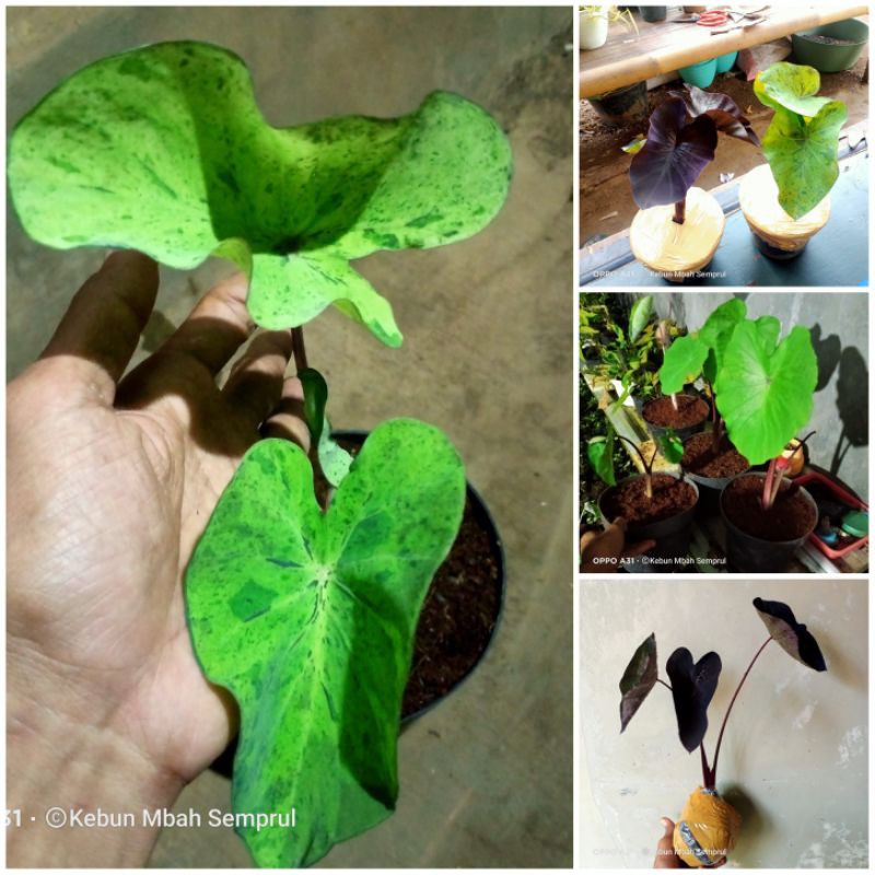 tanaman 3 colocasia (mojito,black coral dan white lava)