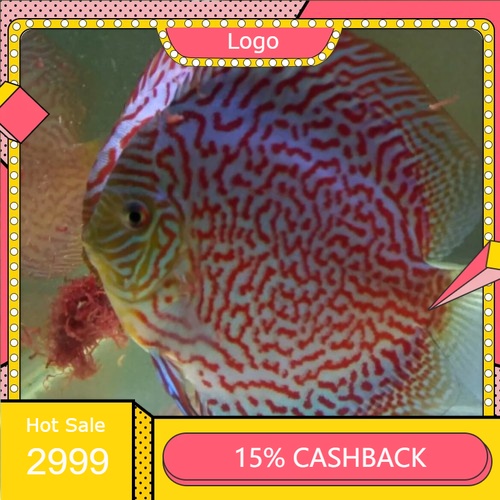 Discus Mozaic Leopard ( Ikan )