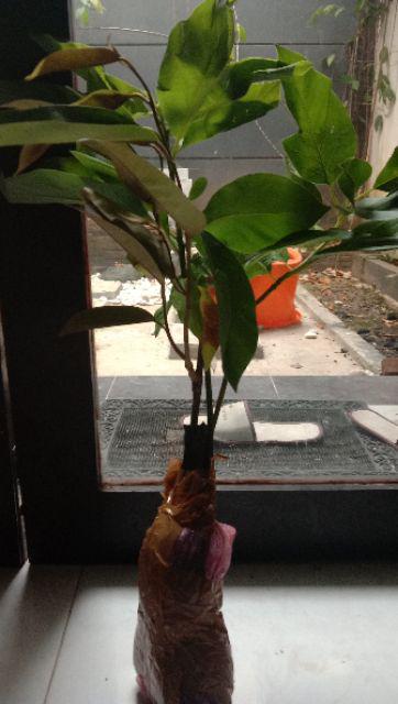 Promo 3batang Bibit Tanaman Buah Alpukat Kendil Tinggi 50cm