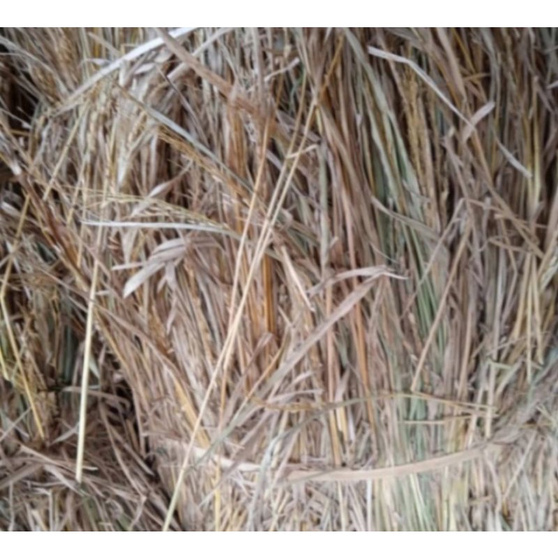 Jerami padi kering 1 kg