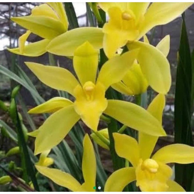 anggrek cimbidium golden boy dewasa