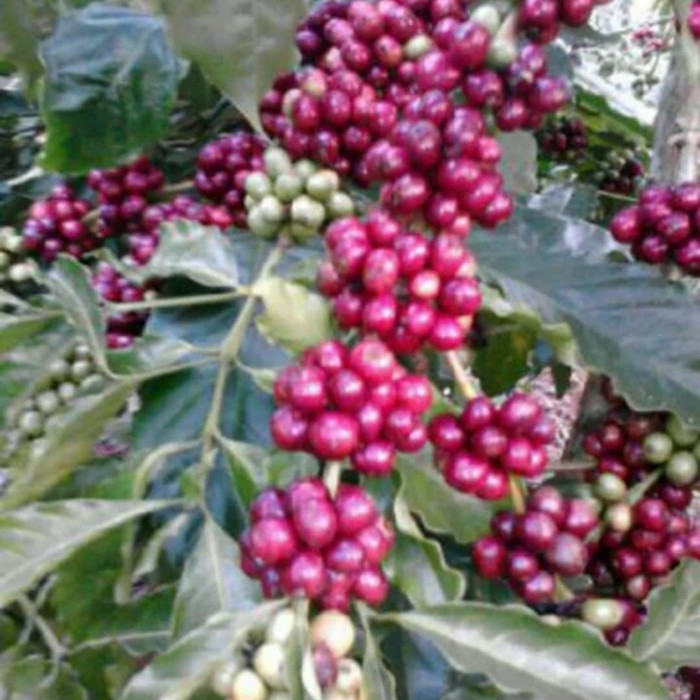 Bibit Benih Biji Kopi Robusta Unggul Robusta Coffee Seed - Tamanan Kopi Robusta - Bibit Robusta -COD