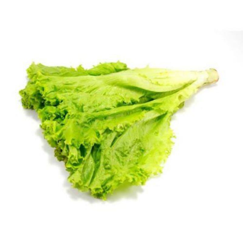 

Lettuce / Selada Keriting 1 ikat (100 - 150 gr)