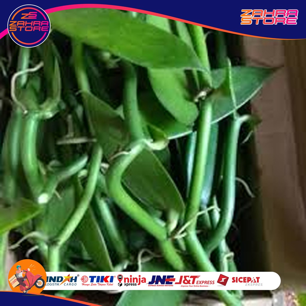 

BIBIT STEK VANILI 50 CM PANILI Jenis Planipolia Vanilla Unggul Murah zs