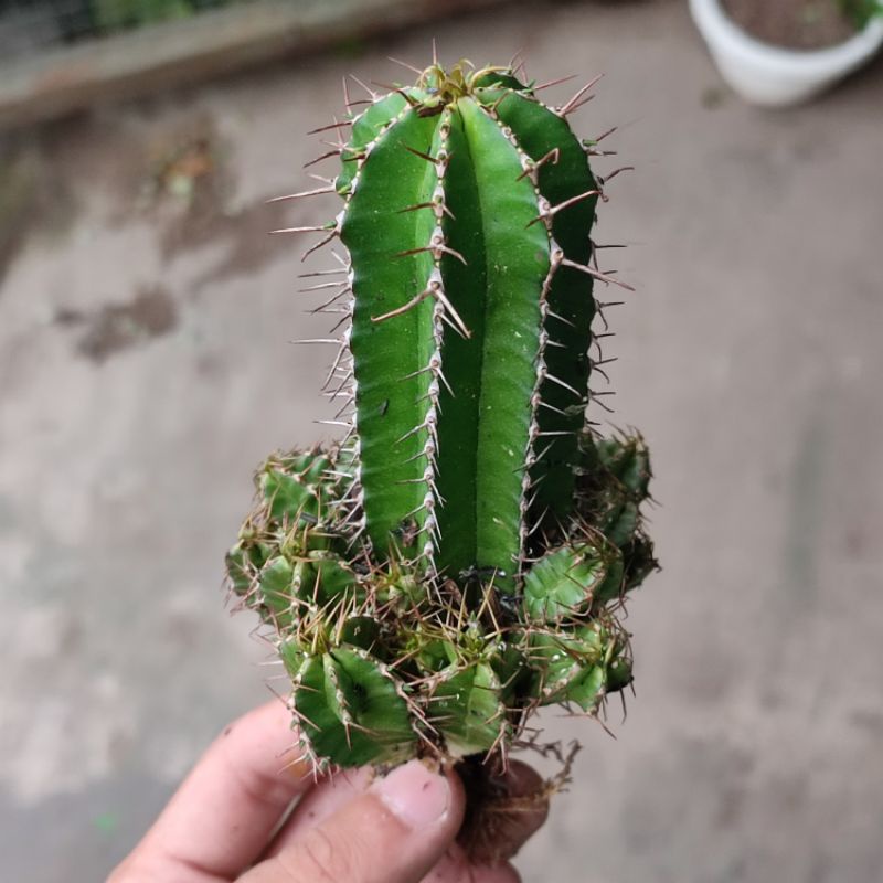 Sukulen Euphorbia fruticosa cluster