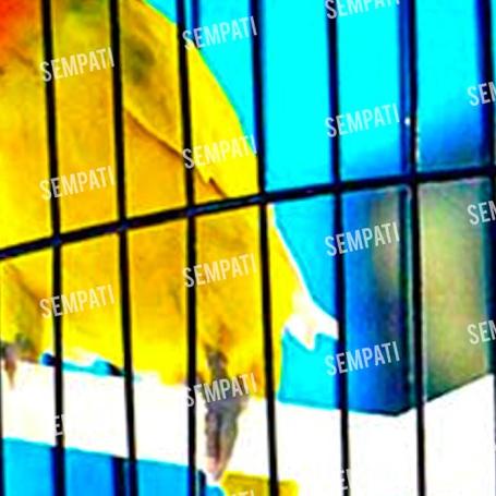 EGG FOOD NUTRIMA PAKAN BURUNG KENARI LOVEBIRD DLL